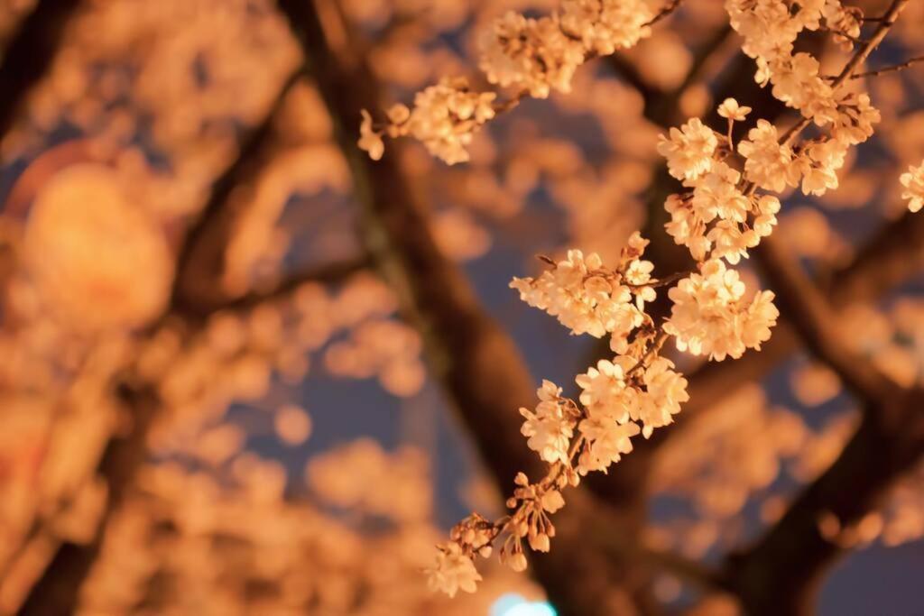 Tokyo's Spot Shibuya! 3person Free Wi-fi アパート 東京都