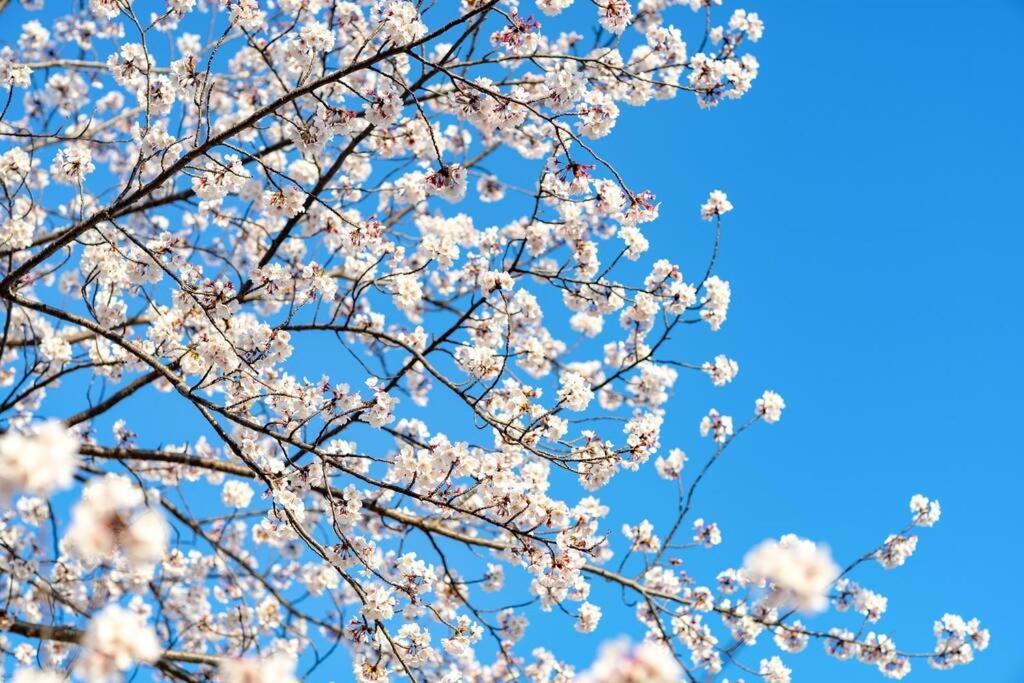 Tokyo's Spot Shibuya! 3person Free Wi-fi アパート 東京都