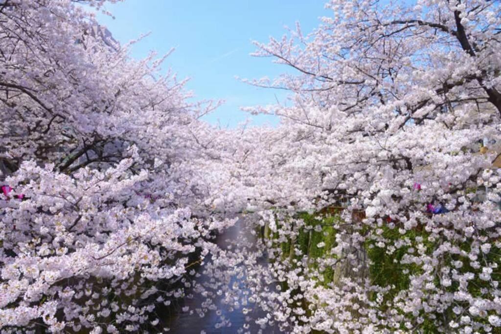Tokyo's Spot Shibuya! 3person Free Wi-fi アパート 東京都